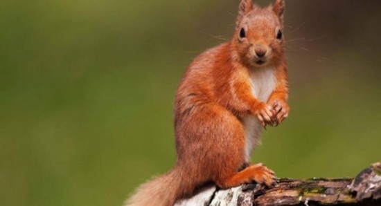 10 интересных фактов о животных лесных зон — СТО ФАКТОВ